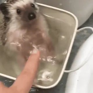🌟 hedgehog, bath, cute, animal, water, pet telegram sticker
