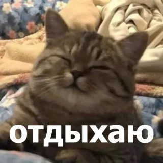 😌 отдыхаю แมว, พักผ่อน, ผ่อนคลาย, สงบ, มีความสุข telegram sticker