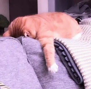 🐈 cat, sleeping, orange, pet, animal, couch telegram sticker