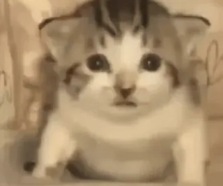 🤯 gatinho, gato, animal, animal de estimação, fofo whatsapp sticker