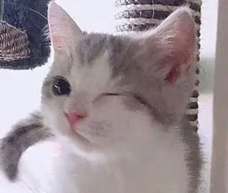 🎀 cat, wink, animal, cute, pet whatsapp sticker