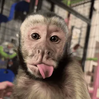 😂 macaco, animal, fofo, engraçado, língua de fora, primate whatsapp sticker
