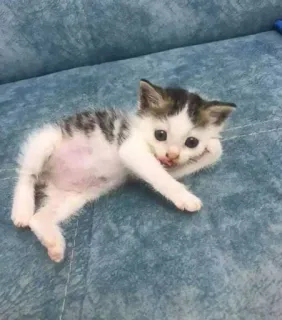 😋 котёнок, кошка, животное, милый, питомец telegram sticker