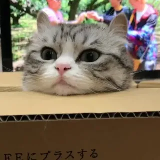 😖 FFにプラスする cat, box, cute, animal, domestic whatsapp sticker