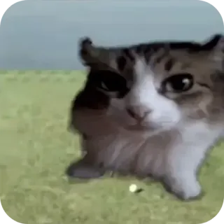 🤓 고양이, 동물, 밈, 웃긴, 애완동물, 반려묘 telegram sticker