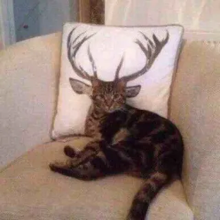 🦌 кот, олень, подушка, животное, питомец, юмор, смешной, милый telegram sticker