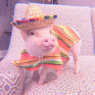 🐽 pig, animal, cute, sombrero, poncho, mexican telegram sticker