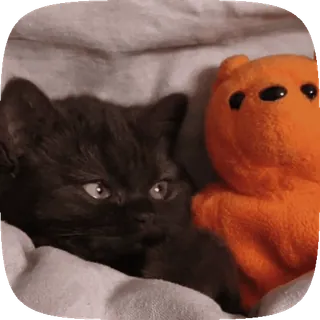 🐱 cat, kitten, cute, animal, pet, teddy bear, toy telegram sticker