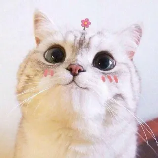 ☺️ gatto, carino, animale, adesivo, fiore, kawaii telegram sticker