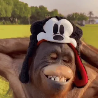 🤗 orangutan, monkey, animal, wildlife, nature, mickey mouse, hat, cute telegram sticker