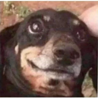 🙏 dog, animal, pet, close-up, portrait, dachshund telegram sticker