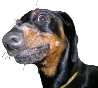 🤩 собака, такса, питомец, животное, портрет whatsapp sticker