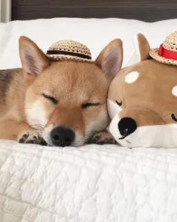 💤 anjing, shiba inu, topi, tidur, imut, hewan, boneka whatsapp sticker