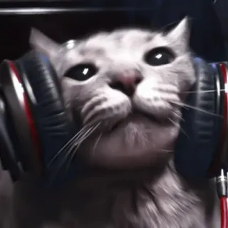 🐈 kot, słuchawki, zwierzę, zwierzak, muzyka telegram sticker