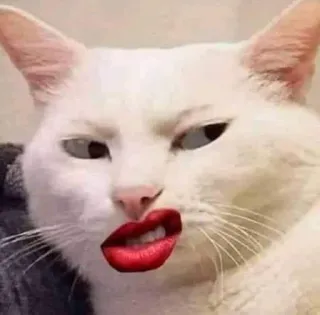 😓 Katze, Tier, Lippen, Lustig, Meme, Süß, Aufkleber telegram sticker