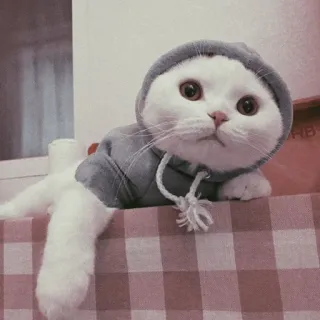 🐾 고양이, 새끼 고양이, 후드티, 귀여운, 애완 동물, 동물 telegram sticker