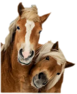 Horses4 telegram stickers