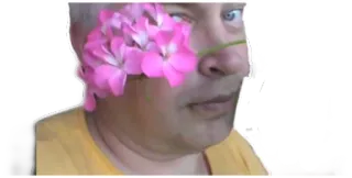 🌸 persona, flores, cara, retrato, hombre, rosa, geranio telegram sticker