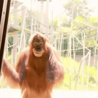 😏 Orangutan telegram sticker