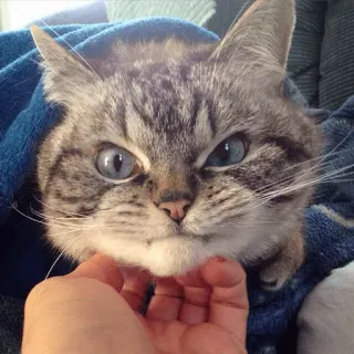 😵 Katze, Tier, Haustier, blau, Decke, süß, Hauskatze telegram sticker