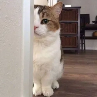 🖐 cat, kitten, cute, domestic animal, feline, pet, hiding telegram sticker