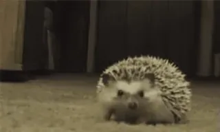 🦔 ёж, животное, милый, питомец telegram sticker