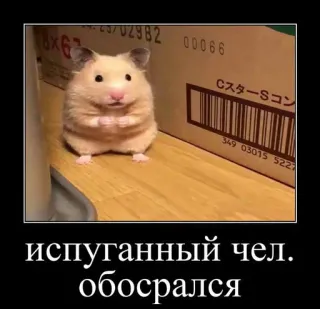 🐹 испуганный чел. обосрался hamster, peur, drôle, mème, animal whatsapp sticker