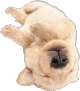 😵 ลูกหมา, หมา, โกลเด้นรีทรีฟเวอร์, สัตว์, น่ารัก, สัตว์เลี้ยง, น้องหมา telegram sticker