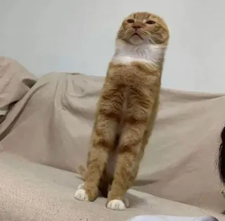 🤨 cat, standing, funny, animal, pet telegram sticker