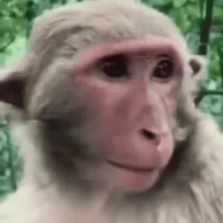 🤪 khỉ, động vật, linh trưởng, động vật hoang dã, thiên nhiên telegram sticker