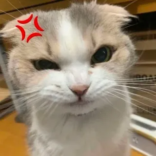 🤬 고양이, 화난, 이모티콘, 표정, 짜증난, 고양이과 telegram sticker