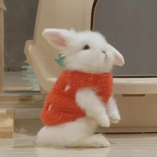 🌟 rabbit, bunny, pet, animal, cute, kawaii, white rabbit, sweater whatsapp sticker