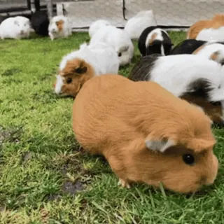 🐹 guinea pigs, animals, pets, rodents, grass telegram sticker