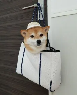👒 anjing, shiba inu, topi, tas, hewan peliharaan, binatang whatsapp sticker