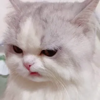 😒 kat, dier, schattig, huisdier, katachtig, huiselijk telegram sticker