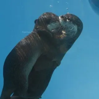 🦦 nutrias, animales, lindo, subacuático, nadando, fauna telegram sticker