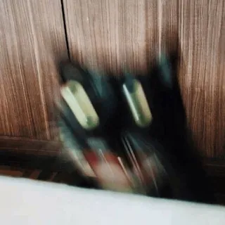 😾 gato preto, gato, desfocado, animal, animal de estimação whatsapp sticker