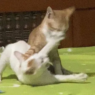 🤪 кошки, животные, котёнок, питомец, кошачий, игривый telegram sticker