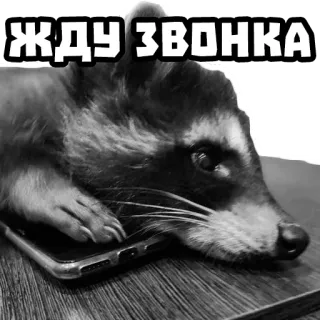 📲 ЖДУ ЗВОНКА mapache, teléfono, esperando, animal whatsapp sticker