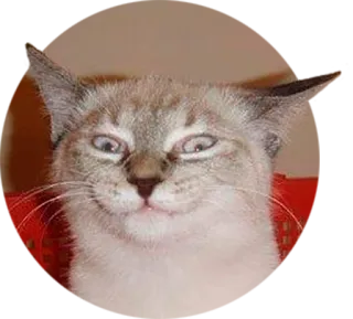 🙃 cat, animal, meme, funny, pet, siamese cat telegram sticker