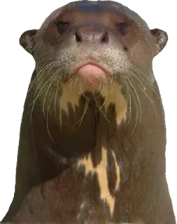 😒 Wydra, Zwierzę, Ssak, Dzikie zwierzęta, Natura telegram sticker