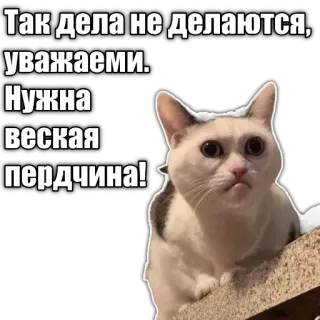 🙅‍♂ Так дела не делаются, уважаеми. Нужна веская пердчина! cat, meme, funny, animal, russian telegram sticker