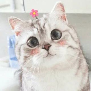 😊 고양이, 귀여운, 동물, 새끼 고양이, 애완 동물, 꽃 telegram sticker