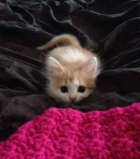 🥺 котёнок, кот, милый, животное, питомец telegram sticker