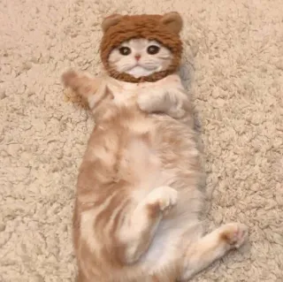 😺 gato, gatinho, animal, fofo, chapéu whatsapp sticker
