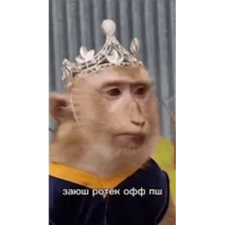 🐵 заюш ротек офф пш mono, corona, animal, texto whatsapp sticker