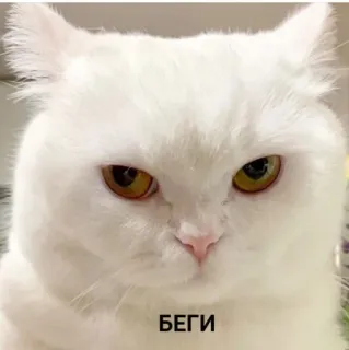 😠 БЕГИ Katze, rennen, verängstigt, wütend, lustig telegram sticker