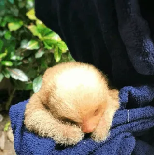 🦥 luiaard, baby, dier, schattig, wilde dieren, klein telegram sticker