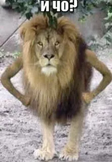 ❓ и чо? Leão, Animal, Meme, Engraçado telegram sticker