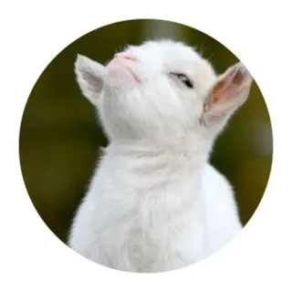 😑 goat, animal, farm, white, cute telegram sticker